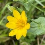 Blackstonia perfoliata Blomst