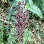 Buddleja davidii Fruit