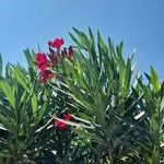 Nerium oleander Bloem