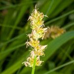 Carex otrubae Flower