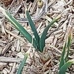 Allium scorodoprasum Leaf