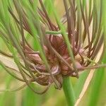 Allium oleraceum Fruit