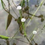 Eriocaulon aquaticum ശീലം