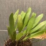 Stelis papaquerensis Leht