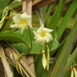 Odontadenia nitida Floare