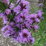 Liatris aspera Flower