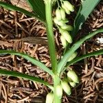 Polygonatum verticillatum Blodyn