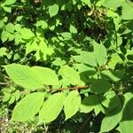 Euonymus occidentalis Hoja