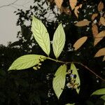 Bertiera bracteosa Flower