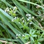 Galium mollugo Blüte