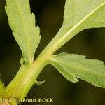 Bidens radiata Corteza