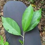 Styrax argenteus Leaf