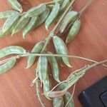 Astragalus atropilosulus Fruit