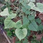 Erythrina caffra Hoja
