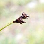 Carex gracilenta Φρούτο