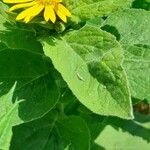 Doronicum austriacum ഇല