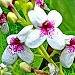 Pseuderanthemum maculatum Virág
