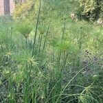 Cyperus papyrus برگ