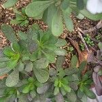 Iberis semperflorens Yaprak