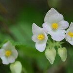 Begonia picta Кветка