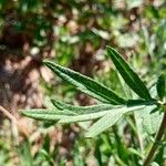 Artemisia argyi Yaprak