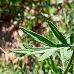 Artemisia argyi Hoja