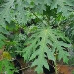 Carica papaya Leaf