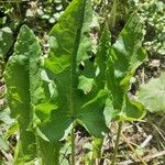 Rumex confertus برگ