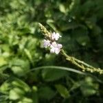 Verbena officinalisപുഷ്പം