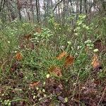 Vaccinium myrtillus Habitus