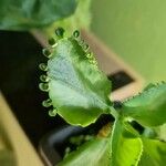 Kalanchoe daigremontiana Лист