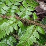 Polystichum polyblepharon