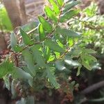 Pellaea viridis Лист