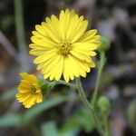 Madia elegans Flower