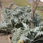 Cynara scolymus Máis