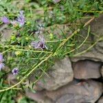 Symphyotrichum oblongifolium Bark