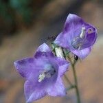 Campanula precatoria Flower