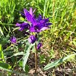 Campanula glomerata Hábito