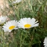 Tanacetum cinerariifolium Fleur