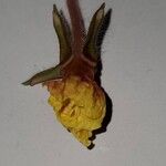 Oenothera laciniata Kukka