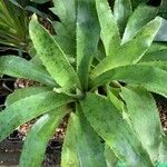 Agave shaferi Blad