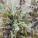 Achillea clavennae Fuelha