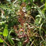 Euphrasia salisburgensis Beste bat