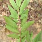 Eugenia pyriformis Leaf