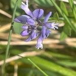 Polygala calcarea Habit