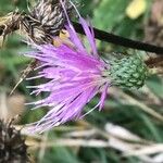 Cirsium monspessulanum