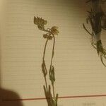 Helianthemum nummularium葉