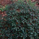 Rhododendron williamsianum Habit