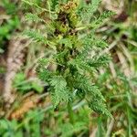 Pedicularis foliosa Kvet