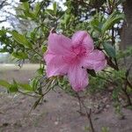 Rhododendron roseum Blomst